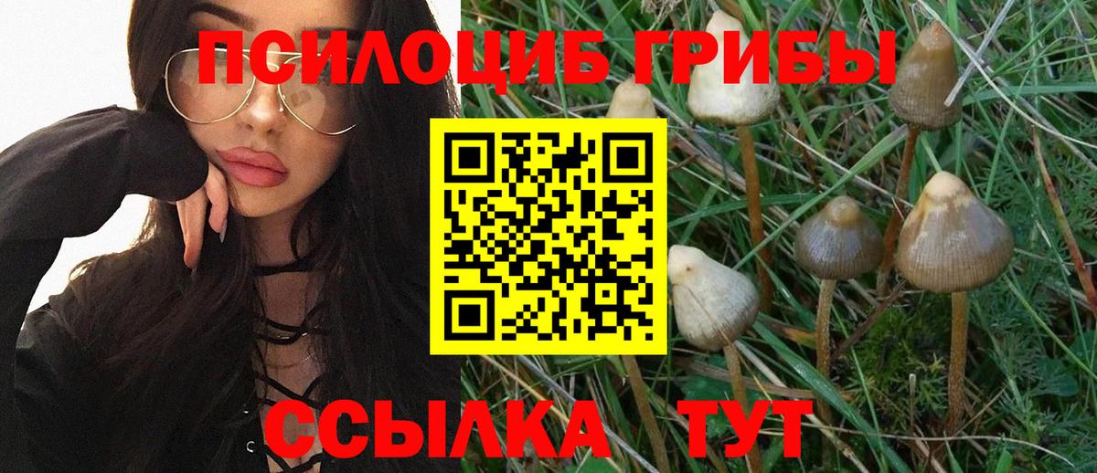 Галлюциногенные грибы Psilocybe  Псилоцибиновые грибы мицелий  Кинель  Вход с VPN 